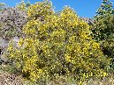 anobello-Ginestra Genista aetnensis Piano bello 5 7 2009 009